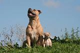 AMSTAFF  ADULT & PUPPIES 073